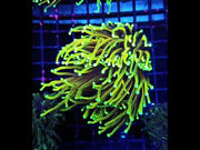 Euphyllia Golden Torch Hellfire 643 – Video 1