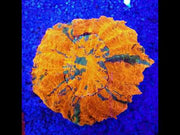 Acanthophyllia mastergrade WYSIWYG / 1928 – Video