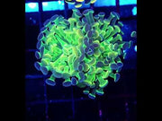 Euphyllia Branching Hammer Plasma Hologram 2 Köpfe WYSIWYG - DNZ / 038 – Video