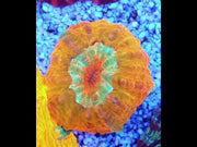 acanthophyllia mastergrade WYSIWYG / 1406 -L – Video