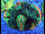 Trachyphyllia Rainbow WYSIWYG / 1470 – Video