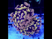 Euphyllia Paraancora Branching Hammer Honey Grape 2 Köpfe WYSIWYG - DNZ / 085 – Video