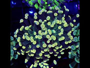 Euphyllia Branching Hammer Gold-Orange WYSIWYG – DNZ / 227 – Video