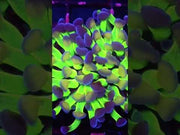 Euphyllia Branching Hammer Candy Puff WYSIWYG - DNZ / 241 – Video