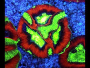Trachyphyllia Rainbow WYSIWYG / 1493 – Video