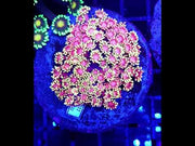 Goniopora Ultra Rainbow WYSIWYG / 1463 -R – Video