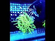 Euphyllia Glabrescens Limelight Torch Premium WYSIWYG / 668 – Video