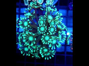 Alveopora CP Crystal Lagoon WYSIWYG - DNZ / 572 – Video