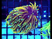 Euphyllia Glabrescens Golden Torch Hellfire 2 Köpfe WYSIWYG - DNZ / 453 – Video