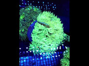 Catalaphyllia jardinei XL (chernobyl sunrise) WYSIWYG / 1487-R – Video