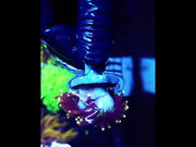 Euphyllia Glabrescens Black Torch gelb Tipps 2 Köpfe WYSIWYG – DNZ / 767 – Video