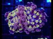 Euphyllia Branching Hammer Honey Grape Special Selection 2 Köpfe WYSIWYG - DNZ / 251 – Video