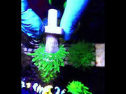 Euphyllia Glabrescens Torch Cotton Candy WYSIWYG / 565 – Video