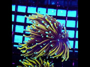 CoralPrime WYSIWYG 372 – Video 1