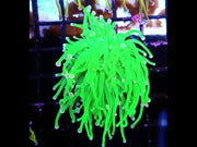 Euphyllia Glabrescens Torch Cotton Candy WYSIWYG / 565 – Video