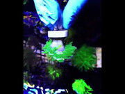 Euphyllia Glabrescens Torch Cotton Candy WYSIWYG / 691 – Video
