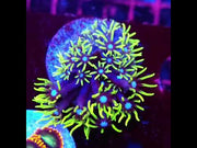 Pachyclavularia violacea – Video