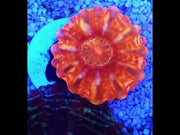 Cynarina Red WYSIWYG / 1406 -R – Video