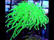 Euphyllia Glabrescens Torch Cotton Candy WYSIWYG / 691 – Video