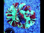 Trachyphyllia Rainbow WYSIWYG / 8451 – Video