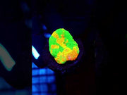 Scolymia Bleeding Apple WYSIWYG - DNZ / 623 – Video