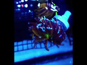 CoralPrime WYSIWYG 452 – Video 2