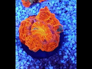 acanthophyllia mastergrade WYSIWYG / 1405 -L – Video