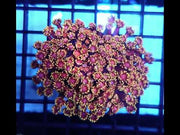 Goniopora Tutti Frutti XL WYSIWYG / 8410 – Video