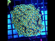 Goniopora XL WYSIWYG / 1484 - D – Video