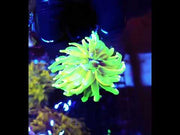 Euphyllia Glabrescens Limelight Torch Premium WYSIWYG / 752 – Video