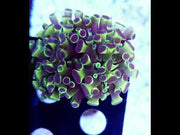 Euphyllia Branching Hammer Glow Jelly WYSIWYG - DNZ / 333 – Video