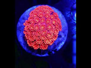 Goniopora Orange Passion WYSIWYG - DNZ / 733 – Video