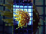 Euphyllia Glabrescens Tamer Golden Torch WYSIWYG / 431 – Video