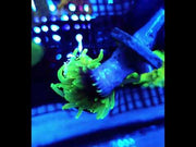 Euphyllia Glabrescens Limelight Torch Premium WYSIWYG / 683 – Video