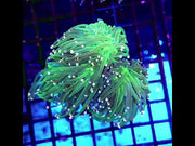 Euphyllia Glabrescens torch Blueberry 3 Köpfe WYSIWYG - DNZ / 629 – Video