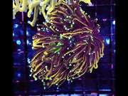 Euphyllia Glabrescens Golden Torch Hellfire 2 Köpfe WYSIWYG - DNZ / 536 – Video