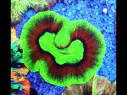 Trachyphyllia Rainbow WYSIWYG / 1494 – Video