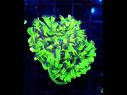 Euphyllia Branching Atomic Hammer 2 Köpfe WYSIWYG - DNZ / 160 – Video