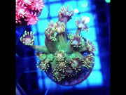 Goniopora Virelia WYSIWYG - DNZ/ 584 – Video