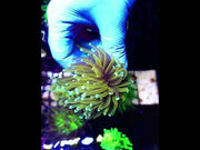 Euphyllia Glabrescens Tamer Golden Torch WYSIWYG / 591 – Video