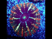 Cynarina Rainbow WYSIWYG /1447 – Video