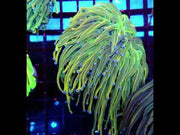 CoralPrime WYSIWYG 576 – Video 1
