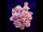 Goniopora Candy Glow WYSIWYG – DNZ / 420 – Video