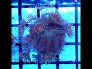 Alveopora CP Lunar Glow WYSIWYG - DNZ / 1999-L – Video