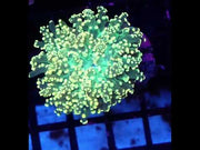Euphyllia yaeyamaensis Winter Mist WYSIWYG / 449 – Video