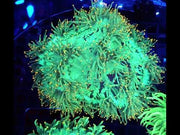 Catalaphyllia jardinei Orange Tipps XL WYSIWYG / 3527 – Video