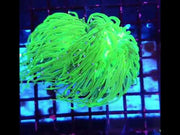 Euphyllia Glabrescens Torch Cotton Candy 2 köpfe WYSIWYG / 689 – Video