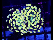 Euphyllia Branching Hammer Golden Nugget WYSIWYG - DNZ / 262 – Video