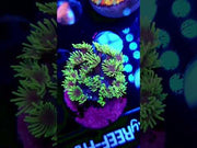 Goniopora CP Lime Puff WYSIWYG / 726 – Video