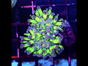 Euphyllia paraancora Hammer Bicolor WYSIWYG - DNZ / 486 – Video